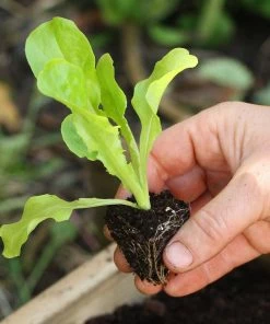Roots Plants 55 Quick Growing Salad Plants For Pots 5 Roots Plants 55 Quick Growing Salad Plants For Pots