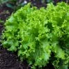 Roots Plants 10 Organic 'Green Salad Bowl' Lettuce Plants
