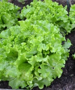 Roots Plants 55 Quick Growing Salad Plants For Pots 4 Roots Plants 55 Quick Growing Salad Plants For Pots