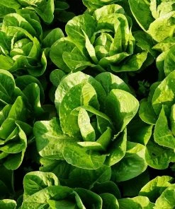 Roots Plants 10 Organic 'Little Gem' Lettuce Plants