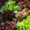 Roots Plants 10 Organic 'Red Salad Bowl' Lettuce Plants 2 Roots Plants 10 Organic 'Red Salad Bowl' Lettuce Plants