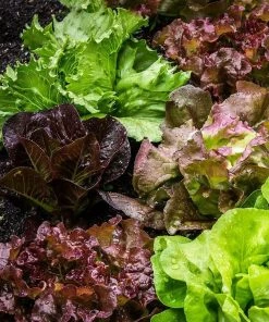 Roots Plants 10 Organic 'Red Salad Bowl' Lettuce Plants