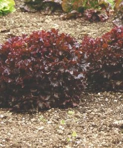 Roots Plants 10 Organic 'Red Salad Bowl' Lettuce Plants