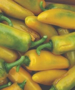 Roots Plants 3 Organic 'Long Yellow Ringo' Sweet Pepper Plants Chillies & Sweet Peppers