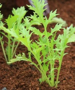 Roots Plants 10 Organic Green Mizuna Plants