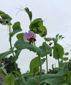 Roots Plants 10 Organic 'Carouby De Mausasane' Mangetout Pea Plants