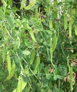 Roots Plants 10 Organic 'Carouby De Mausasane' Mangetout Pea Plants