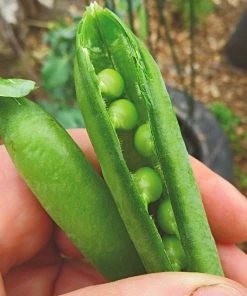 Roots Plants Peas & Beans 10 Organic 'Kelvedon Wonder' Pea Plants