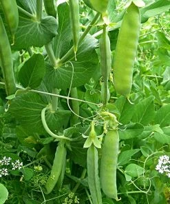 Roots Plants Peas & Beans 10 Organic 'Kelvedon Wonder' Pea Plants
