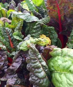 Roots Plants 10 Organic Rainbow Chard Plants