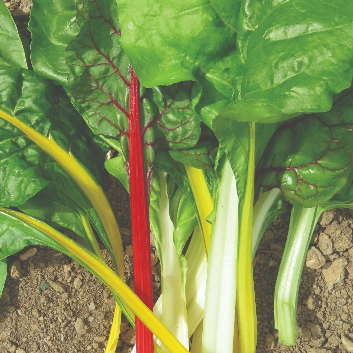 Roots Plants 10 Organic Rainbow Chard Plants Roots Plants 10 Organic Rainbow Chard Plants