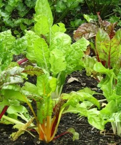 Roots Plants 10 Organic Rainbow Chard Plants 4 Roots Plants 10 Organic Rainbow Chard Plants
