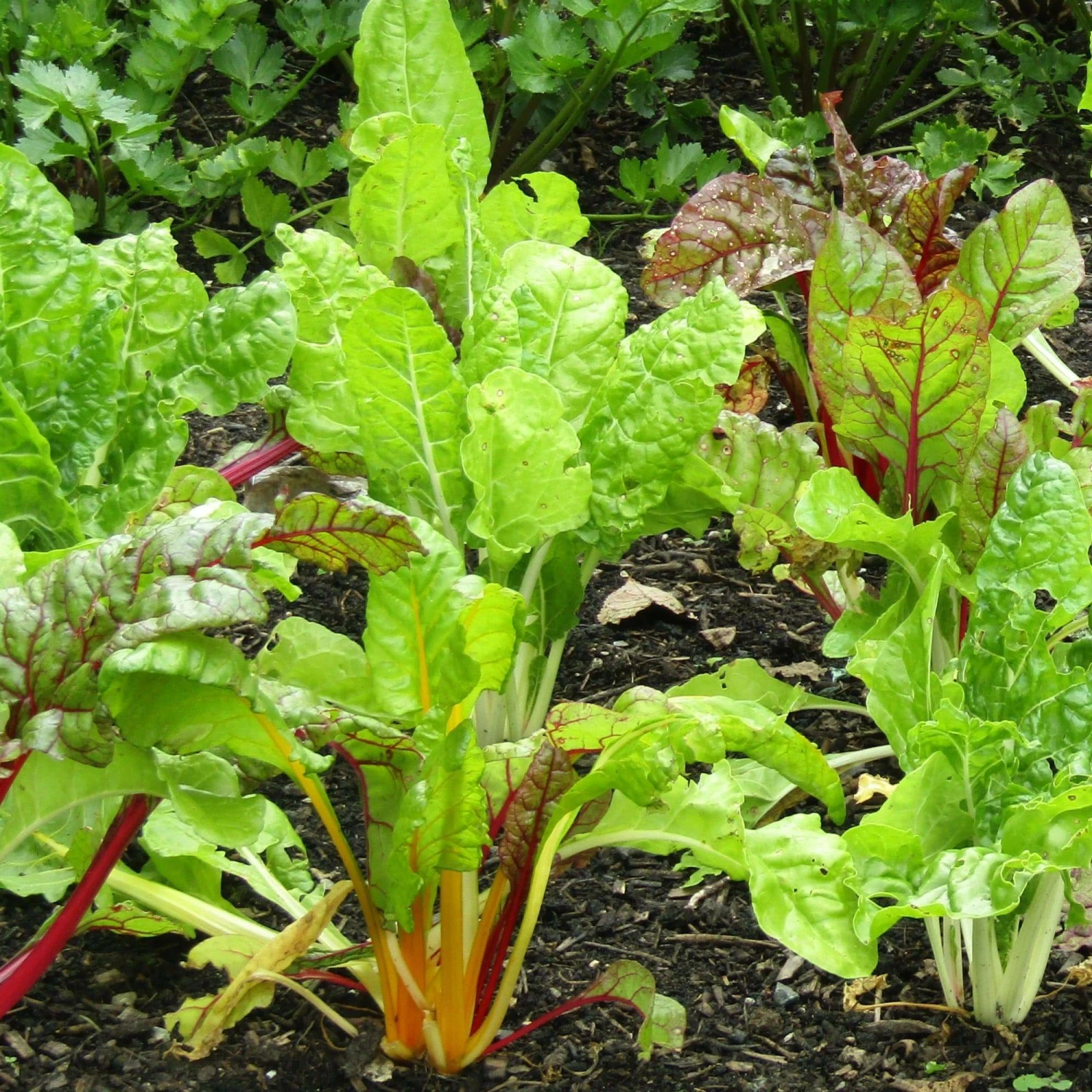 Roots Plants 10 Organic Rainbow Chard Plants Roots Plants 10 Organic Rainbow Chard Plants