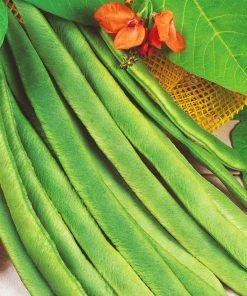 Roots Plants Peas & Beans 10 Organic 'Enorma' Runner Bean Plants 7 Roots Plants Peas & Beans 10 Organic 'Enorma' Runner Bean Plants