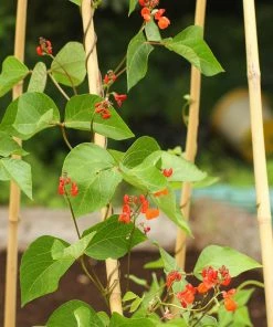 Roots Plants Peas & Beans 10 Organic 'Enorma' Runner Bean Plants 4 Roots Plants Peas & Beans 10 Organic 'Enorma' Runner Bean Plants