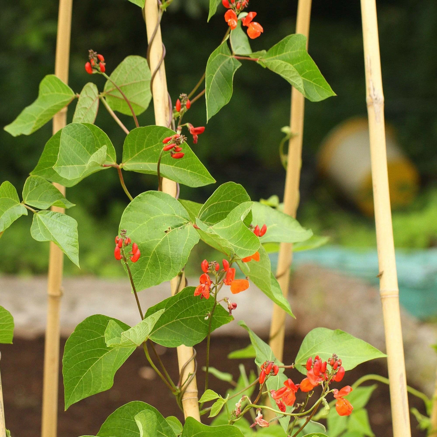 Roots Plants Peas & Beans 10 Organic 'Enorma' Runner Bean Plants Roots Plants Peas & Beans 10 Organic 'Enorma' Runner Bean Plants
