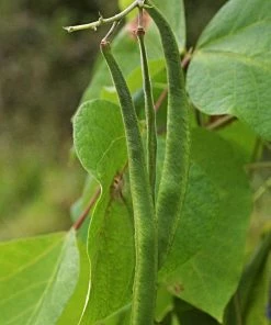 Roots Plants Peas & Beans 10 Organic 'Enorma' Runner Bean Plants 6 Roots Plants Peas & Beans 10 Organic 'Enorma' Runner Bean Plants