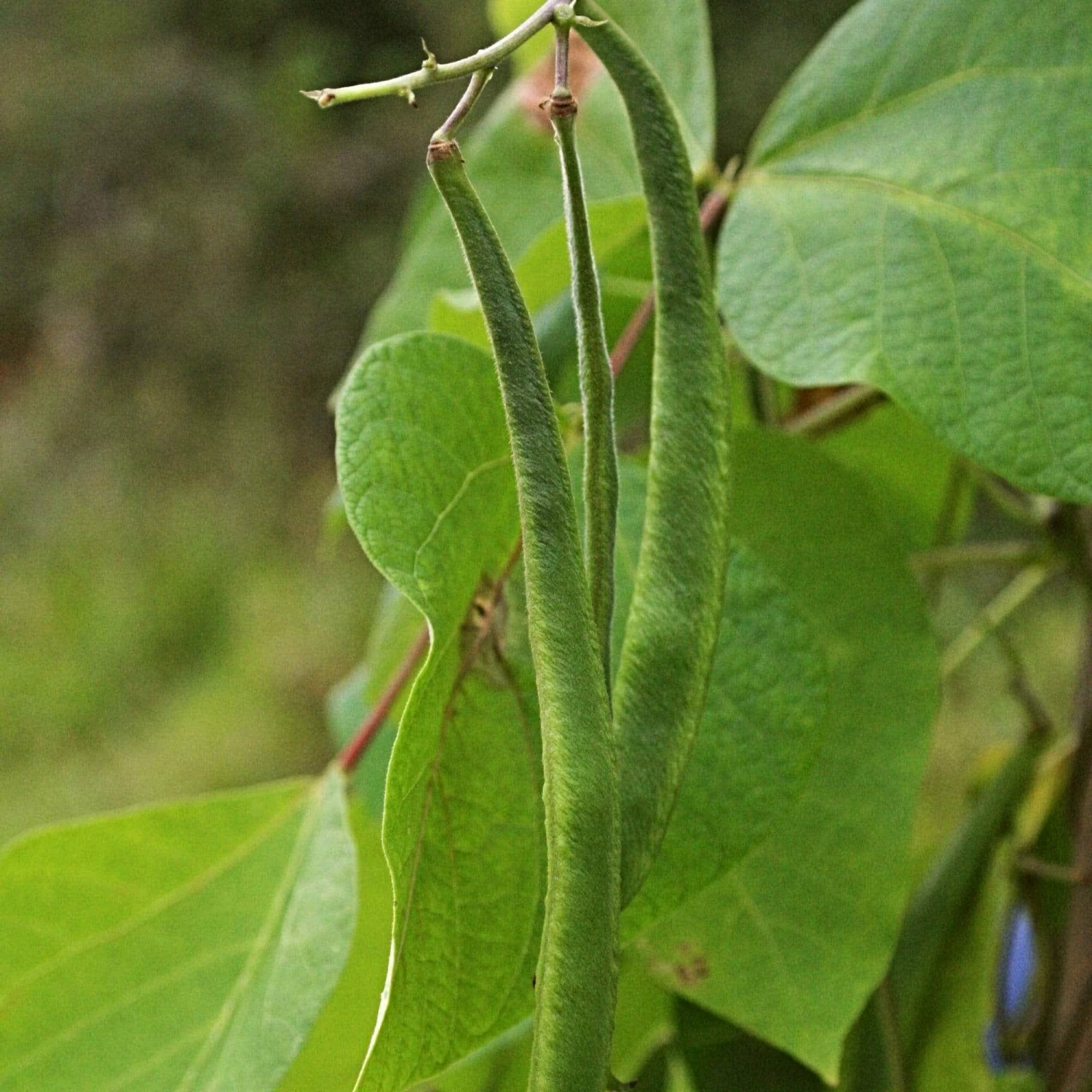 Roots Plants Peas & Beans 10 Organic 'Enorma' Runner Bean Plants Roots Plants Peas & Beans 10 Organic 'Enorma' Runner Bean Plants