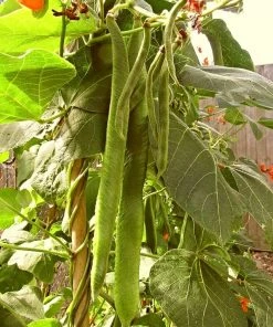 Roots Plants Peas & Beans 10 Organic 'Enorma' Runner Bean Plants 8 Roots Plants Peas & Beans 10 Organic 'Enorma' Runner Bean Plants