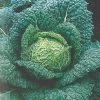 Roots Plants 10 Organic 'Vertus' Savoy Cabbage Plants