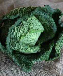 Roots Plants 10 Organic 'Vertus' Savoy Cabbage Plants
