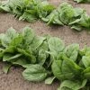 Roots Plants Brassicas & Leafy Greens 10 Organic 'Perpetual' Spinach Plants