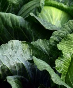 Roots Plants 10 Organic Spring Green Cabbage Plants Brassicas & Leafy Greens