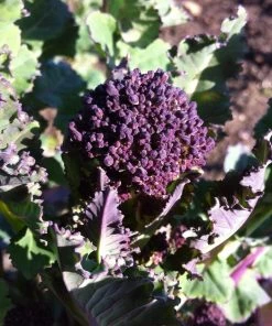 Roots Plants 10 Organic Purple Sprouting Broccoli Plants