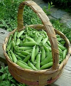 Roots Plants 10 Organic Sugar Snap Pea Plants Peas & Beans