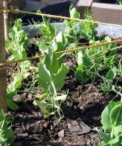 Roots Plants 10 Organic Sugar Snap Pea Plants Peas & Beans