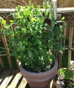 Roots Plants 10 Organic Sugar Snap Pea Plants Peas & Beans