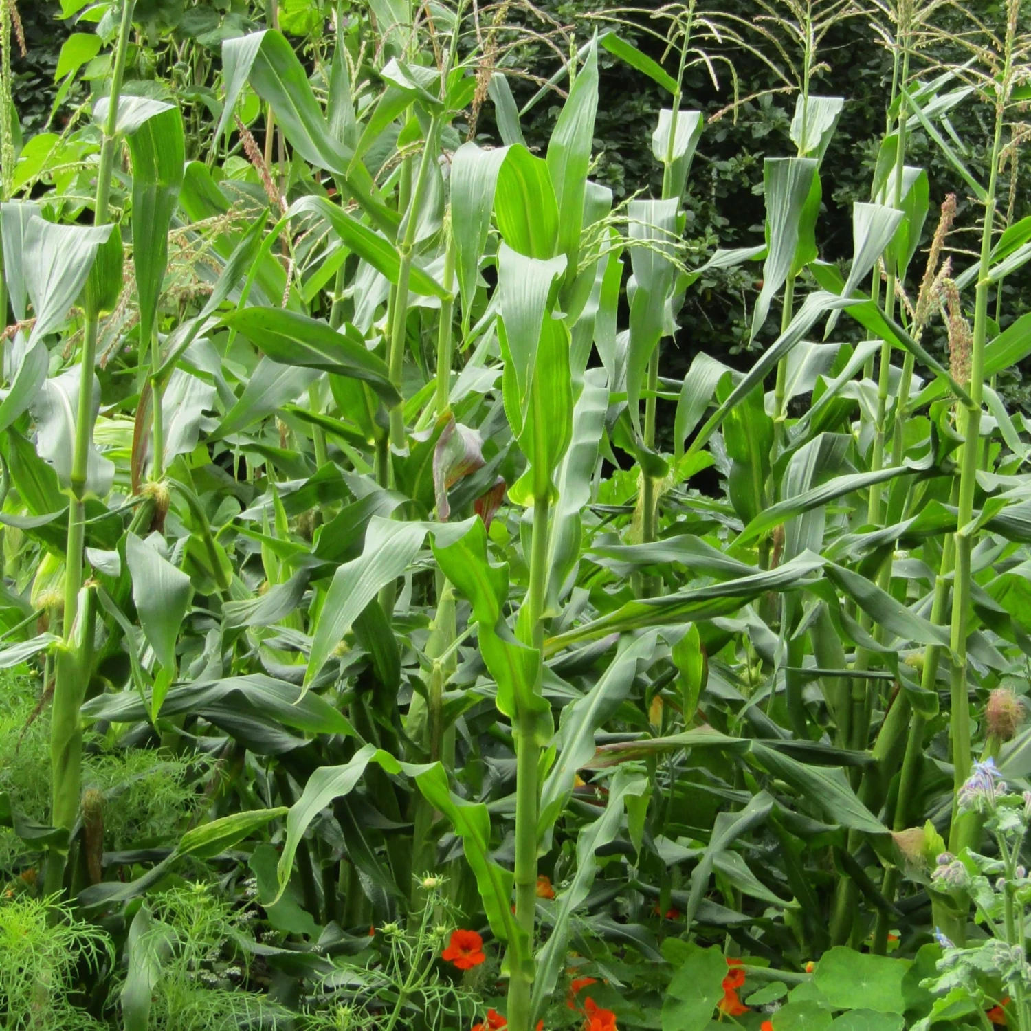 Roots Plants 10 Organic 'Sweet Nugget' Sweetcorn Plants Roots Plants 10 Organic 'Sweet Nugget' Sweetcorn Plants