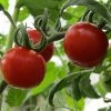 Roots Plants 5 Organic 'Gardeners Delight' Tomato Plants Salad Plants 2 Roots Plants 5 Organic 'Gardeners Delight' Tomato Plants Salad Plants