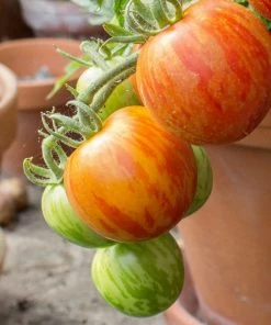 Roots Plants Salad Plants 5 Organic 'Tigerella' Tomato Plants 4 Roots Plants Salad Plants 5 Organic 'Tigerella' Tomato Plants