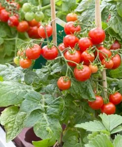 Roots Plants 55 Quick Growing Salad Plants For Pots 6 Roots Plants 55 Quick Growing Salad Plants For Pots