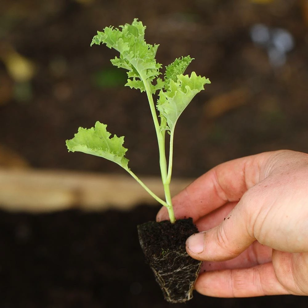 Roots Plants 10 Green Curled Dwarf Borecole Kale Brassicas & Leafy Greens Roots Plants 10 Green Curled Dwarf Borecole Kale Brassicas & Leafy Greens