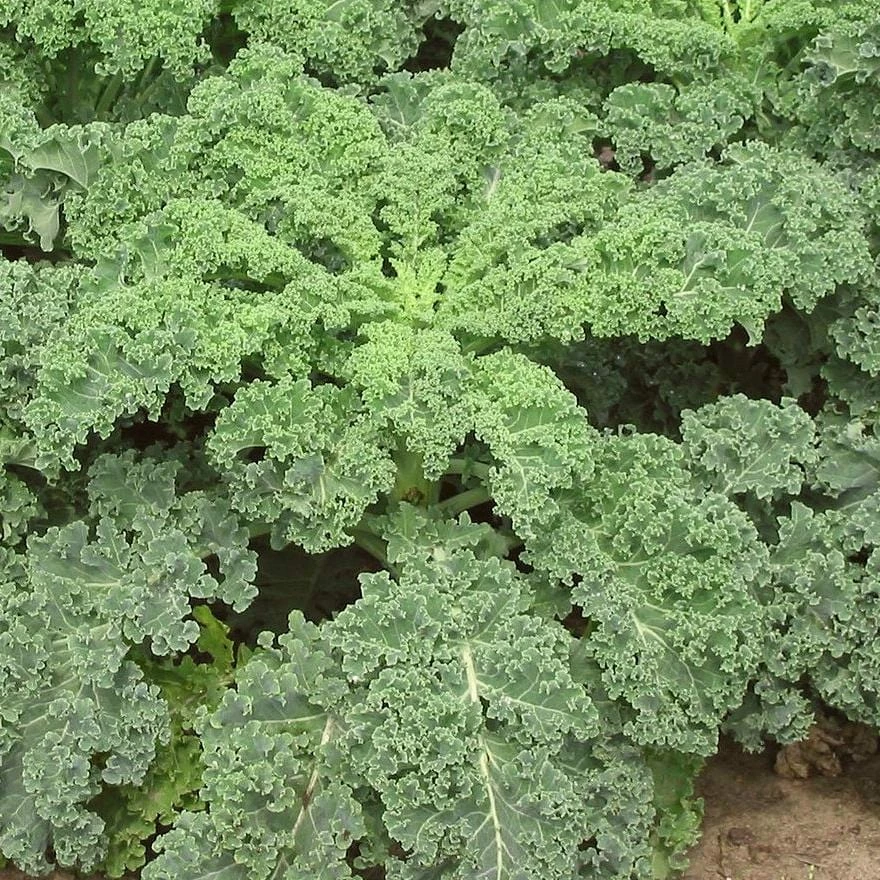 Roots Plants 10 Green Curled Dwarf Borecole Kale Brassicas & Leafy Greens Roots Plants 10 Green Curled Dwarf Borecole Kale Brassicas & Leafy Greens