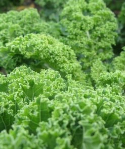 Roots Plants 10 Green Curled Dwarf Borecole Kale Brassicas & Leafy Greens 4 Roots Plants 10 Green Curled Dwarf Borecole Kale Brassicas & Leafy Greens