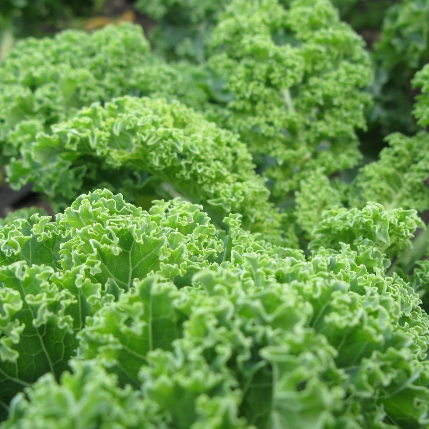 Roots Plants 10 Green Curled Dwarf Borecole Kale Brassicas & Leafy Greens Roots Plants 10 Green Curled Dwarf Borecole Kale Brassicas & Leafy Greens