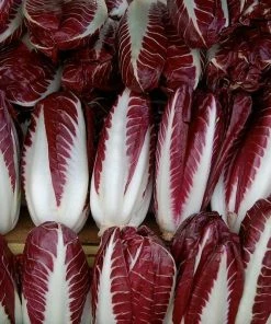 Roots Plants 10 Autumn 'Rossa Di Treviso' Chicory
