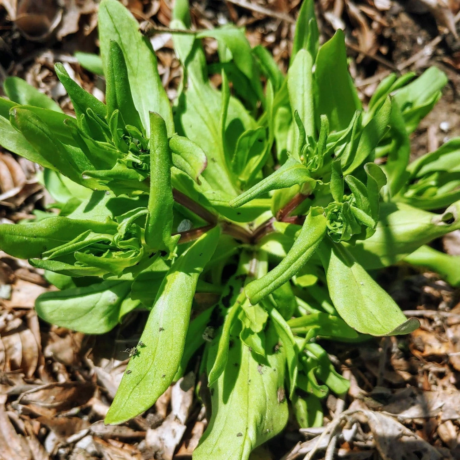 Roots Plants 10 Autumn 'Verte De Cambrai' Corn Salad Roots Plants 10 Autumn 'Verte De Cambrai' Corn Salad
