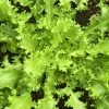 Roots Plants 10 Autumn 'Pancalieri' Endive All Vegetable Plants