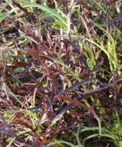 Roots Plants 10 Autumn Frills Mustard All Vegetable Plants