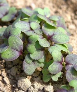 Roots Plants All Vegetable Plants 10 Autumn Giant Red Mustard