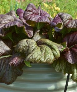 Roots Plants All Vegetable Plants 10 Autumn Giant Red Mustard