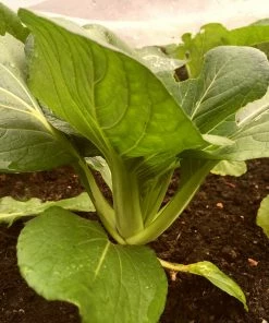 Roots Plants Brassicas & Leafy Greens 10 Autumn 'Hanakan' Pak Choi