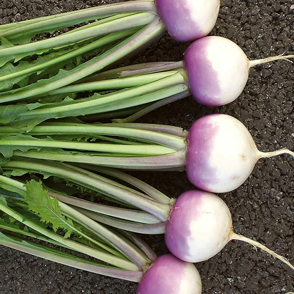 Roots Plants 10 Autumn 'Sweetbell' Turnip Roots Plants 10 Autumn 'Sweetbell' Turnip