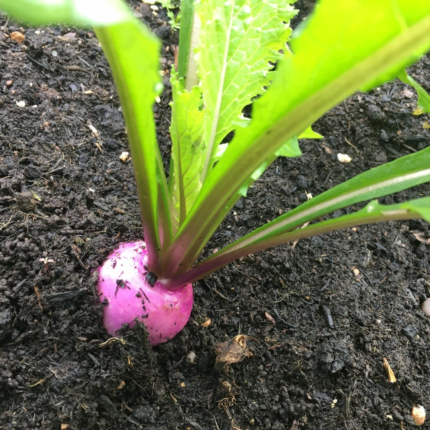 Roots Plants 10 Autumn 'Sweetbell' Turnip Roots Plants 10 Autumn 'Sweetbell' Turnip