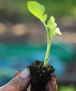 Roots Plants 10 Autumn 'Sweetbell' Turnip 4 Roots Plants 10 Autumn 'Sweetbell' Turnip