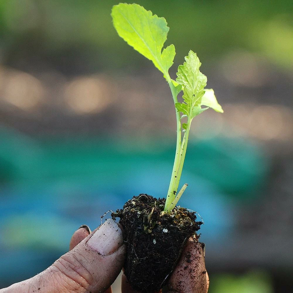 Roots Plants 10 Autumn 'Sweetbell' Turnip Roots Plants 10 Autumn 'Sweetbell' Turnip